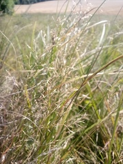 Agrostis vinealis