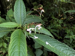 Impatiens radiata