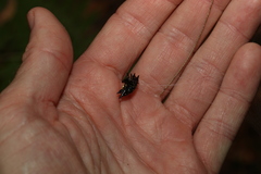 Gasteracantha quadrispinosa