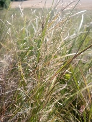 Agrostis vinealis