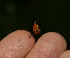 Gasteracantha quadrispinosa