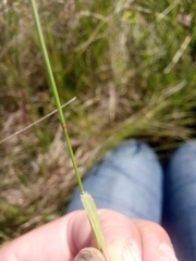 Agrostis vinealis