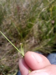 Agrostis vinealis
