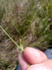Agrostis vinealis