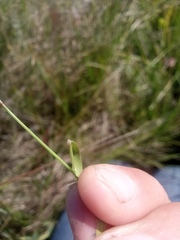 Agrostis vinealis