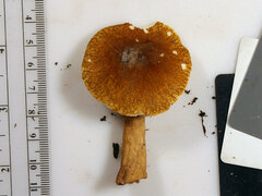 Gyroporus