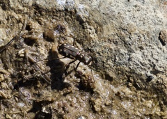 Cicindela sedecimpunctata