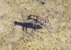 Cicindela sedecimpunctata