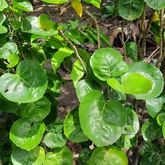 Polyscias scutellaria