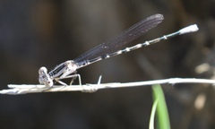 Argia alberta