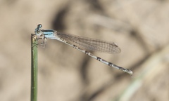 Argia alberta
