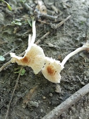 Lepiota