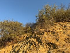 Cupressus forbesii