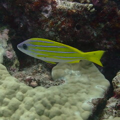 Lutjanus kasmira