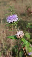 Cyanthillium cinereum