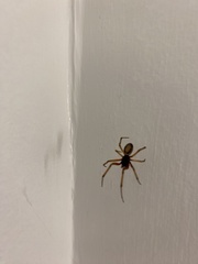Steatoda nobilis