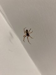 Steatoda nobilis