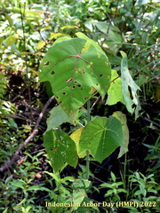 Macaranga griffithiana