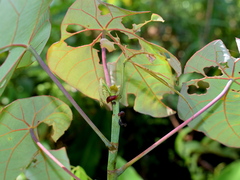 Macaranga griffithiana