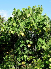 Macaranga griffithiana