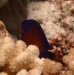 Centropyge bispinosa