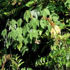 Macaranga griffithiana