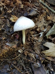 Agaricus leptocaulis