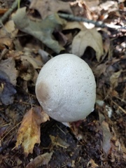 Agaricus leptocaulis