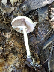 Agaricus leptocaulis