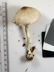 Agaricus leptocaulis