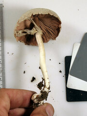 Agaricus leptocaulis