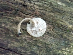 Mycena subcaerulea