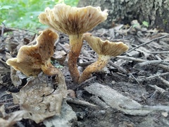 Pholiota angustipes