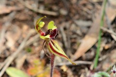 Caladenia toxochila