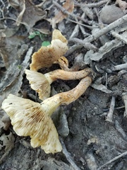 Pholiota angustipes