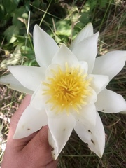 Nymphaea candida