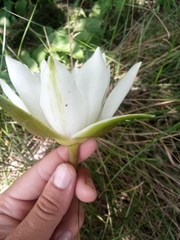Nymphaea candida