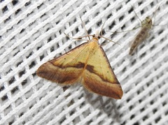 Anachloris subochraria