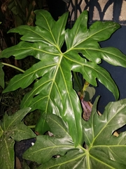 Philodendreae