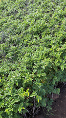 Osteomeles anthyllidifolia