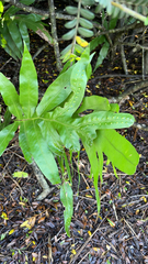 Polypodiaceae