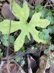 Petasites frigidus