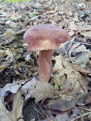 Tylopilus badiceps