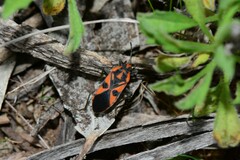 Spilostethus pacificus