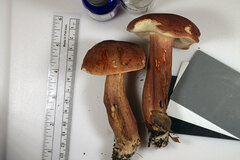 Tylopilus badiceps