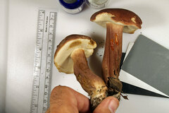 Tylopilus badiceps