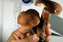 Tylopilus badiceps