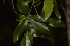 Denhamia celastroides