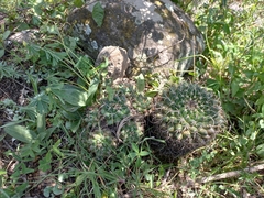 Mammillaria magnimamma