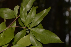 Denhamia celastroides